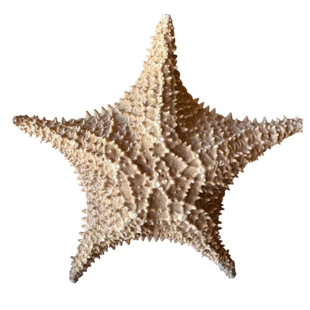 Large Knobby Starfish Natural Sea Shell Specimen 9 Inch Coastal Decor